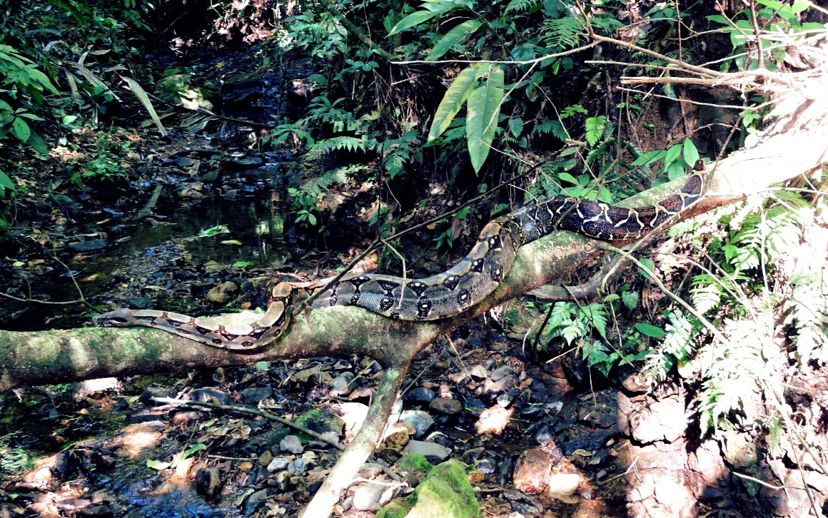 whatchado Challenge: Wildlife Ranger in Costa Rica – Teil 1